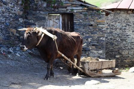 Ox and cart Ushguli