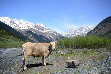 A cow in front of the mountains in Mestia
