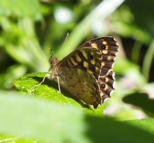 Speckled Wood butterfly - posing nicely for me on the path out of Coverack (photo: Amanda Scott)