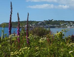 Coverack from the wildflower meadow on the coastal path (photo: Amanda Scott)