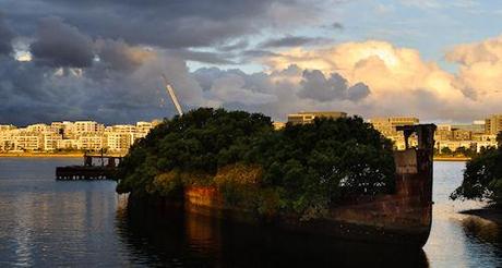 A 102-Year-Old Transport Ship Sprouts A Floating Forest