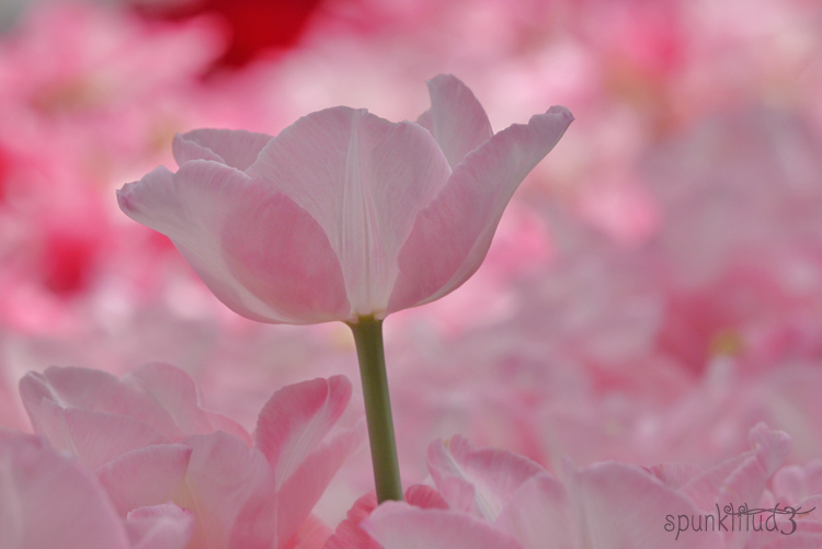 Photography – Pink Tulips
