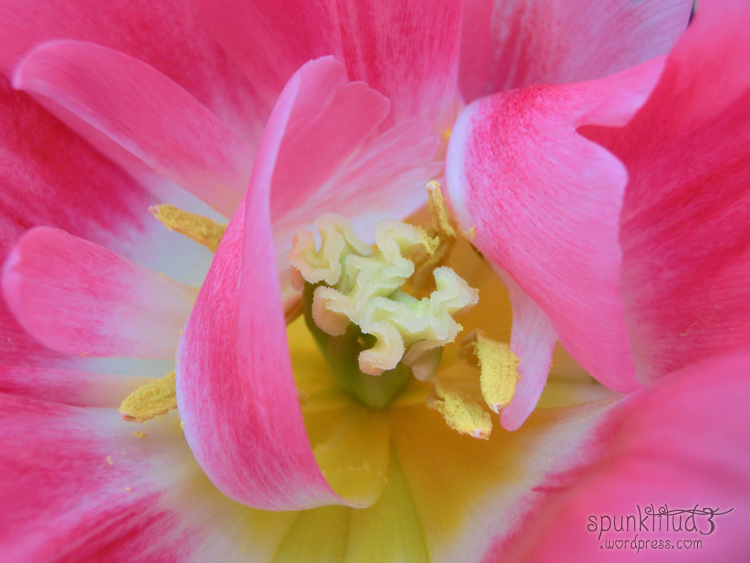 Pink Tulip Macro