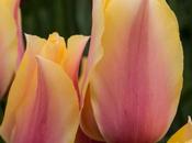 Nino Blushing Lady Tulips Some Single Late