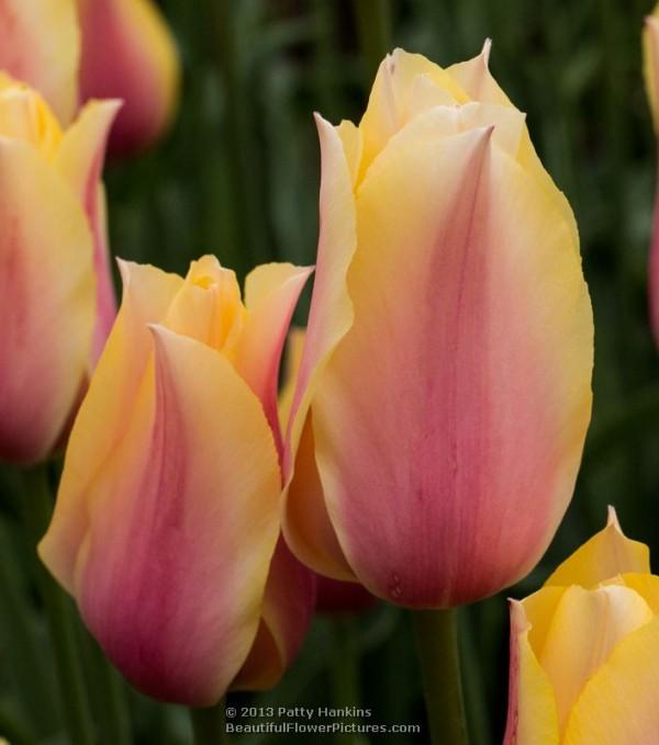 Blushing Lady Tulips