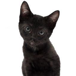 Black Cat Breeds