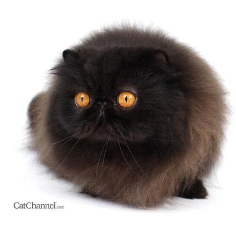 Black Cat Breeds