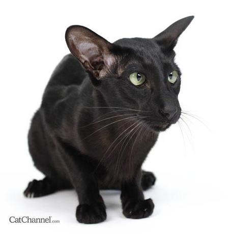 Black Cat Breeds - Paperblog