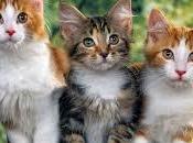 Operation Kindness Celebrates Adopt-a-Cat Month June with Adoptions