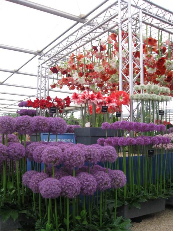 Chelsea Flower Show - amaryllis ceiling