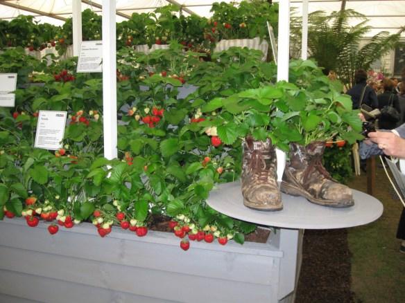 Strawberries in boots and guttering