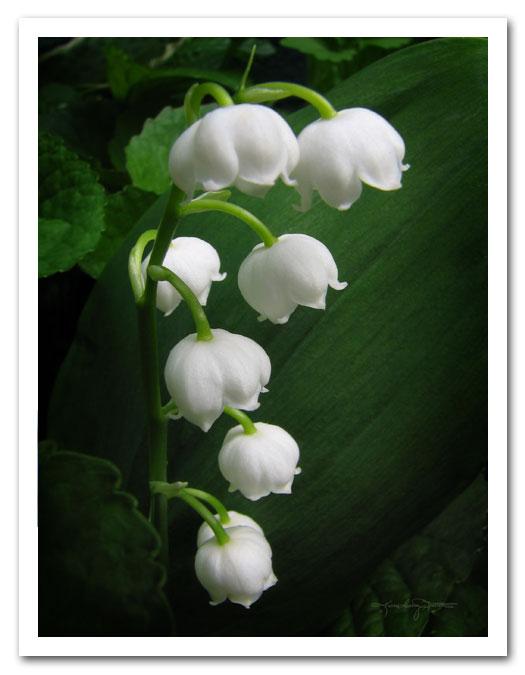 Lily of the Valley macro photo by Karen Casey-Smith