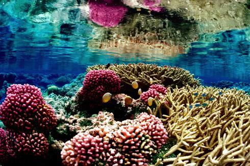 Coral_Reef_at Palmyra_Atoll_National_Wildlife_Refuge_Jim_Maragos_USFWS_Pacific_FPWC