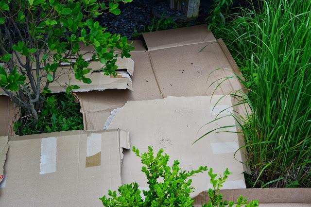 Using cardboard to suppress weeds