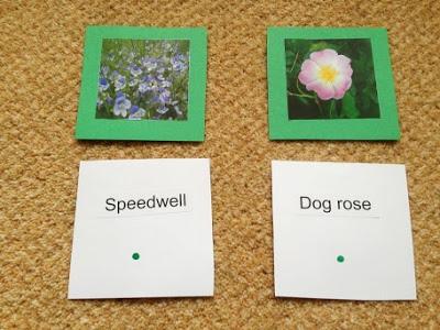 British Wild Flower Matching Cards