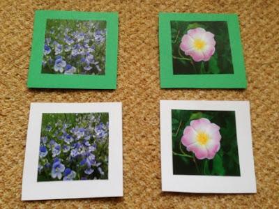 British Wild Flower Matching Cards