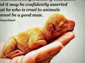 Compassion Animals