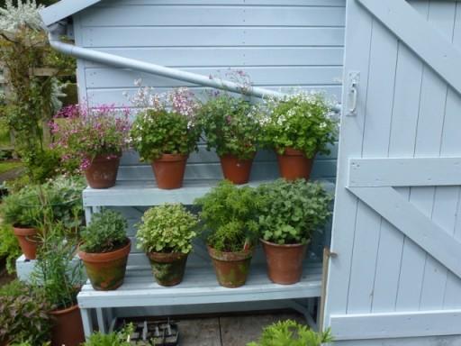 impressive display of pelargoniums in pots on staging