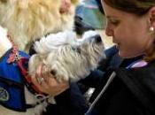 Therapy Dogs Ease Stress Students