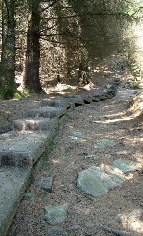 wooden walkway through forest - Poulanass trail - wicklow mountians national park - ireland