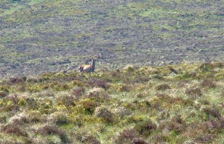 wild deer -  along the spinc hiking trail - wicklow mountains - ireland