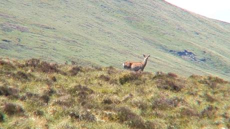 wild deer -  on wicklow way hiking trail - wicklow mountains - ireland