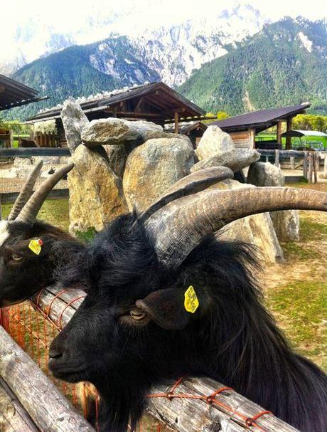 goat at the petting zoo at Alpenresort Schwarz