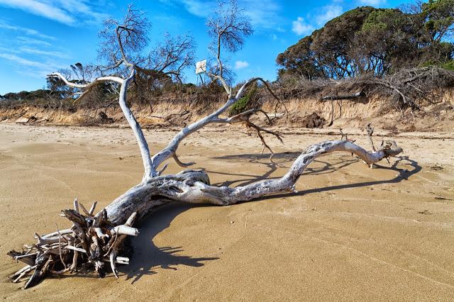 washed up tree at the bend point nepean
