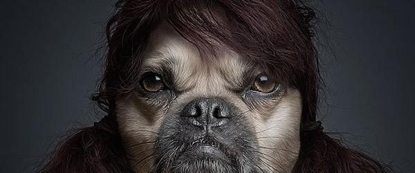 Funny Portraits of Dogs Dressed Like Humans