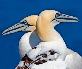 Northern Gannets are one of the birds that are killed in large numbers by gillnets. Photo by Alan Wilson.