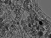 Scientists Develop Cheap Efficient Nanostructured-Carbon-Based Catalyst