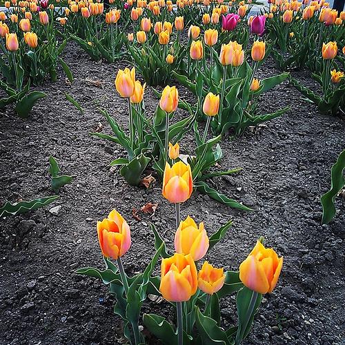 Spring Tulips at Victoria Park