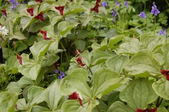 Trillium erectum 'Kew Beauty' (18/05/2013, Kew Gardens, London)