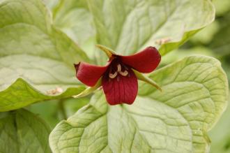 Trillium erectum 'Kew Beauty' Flower (18/05/2013, Kew Gardens, London)