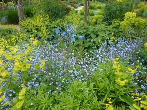a meconopsis stands tall amongst a froth of forget me nots
