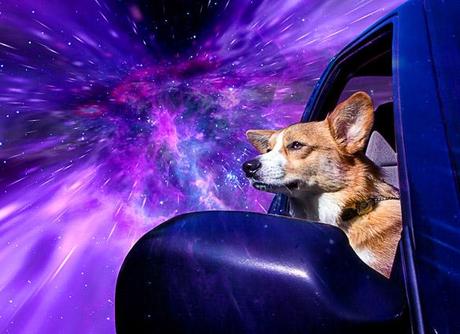 DOGS Travel Through Space at Warp Speed!
