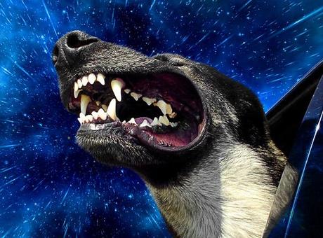 DOGS Travel Through Space at Warp Speed!