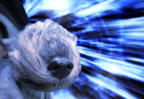 DOGS Travel Through Space at Warp Speed!