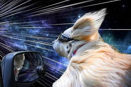 DOGS Travel Through Space at Warp Speed!