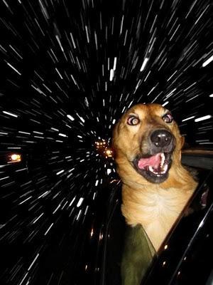 DOGS Travel Through Space at Warp Speed!