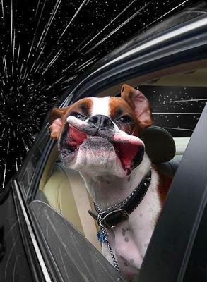 DOGS Travel Through Space at Warp Speed!