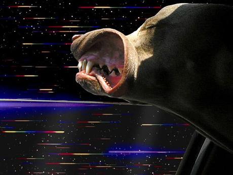 DOGS Travel Through Space at Warp Speed!