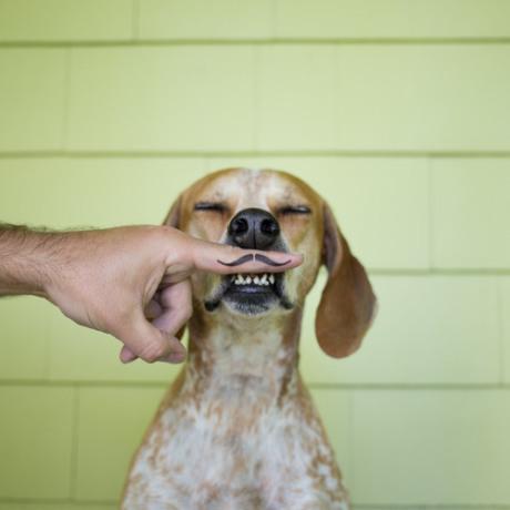 moustachedog