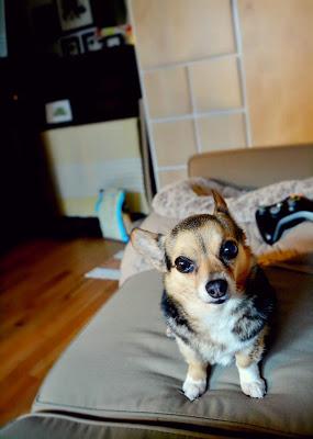 mini corgi, chihuahua mix, dog, cute, animal, photography