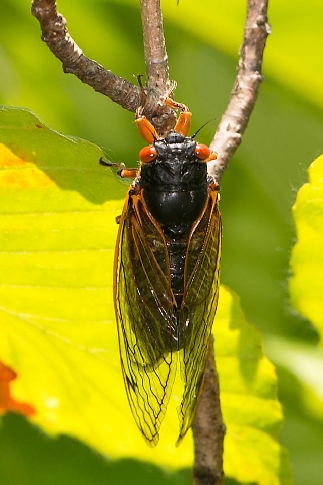Cicada-5