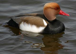 Red-crested Pochards at Watermead CP South