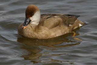 Red-crested Pochards at Watermead CP South