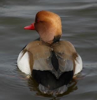 Red-crested Pochards at Watermead CP South
