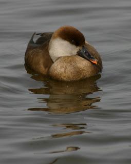 Red-crested Pochards at Watermead CP South