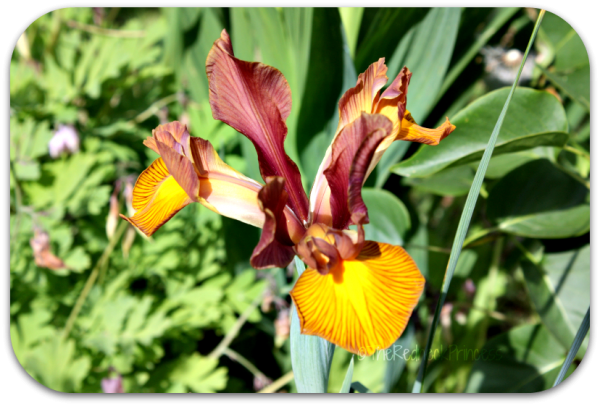 dutch iris